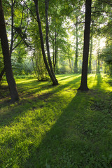 Evening on the white background