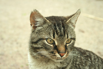 Портрет серого кота
