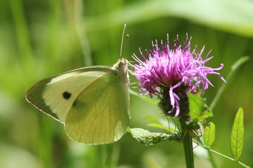 butterfly on the flower