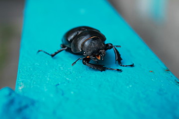 Little stag-beetle on a balcony