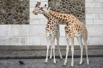 Obraz premium Couple de girafes en ville regardant des pigeons