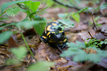 Feuersalamander am Boden