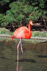 Flamingos (Phoenicopteridae)