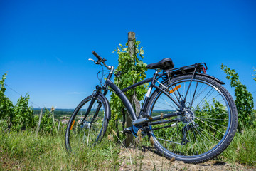 Obraz na płótnie Canvas Wine Tourism-Bicycle in Bordeaux vineyards