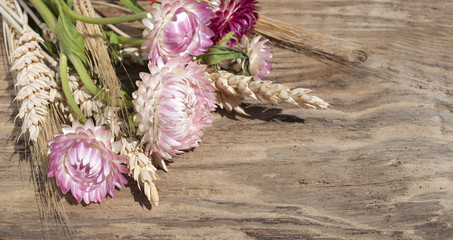 Strohblumen Helichrysum und Kornähren auf altem Treibholz / Holz Brett