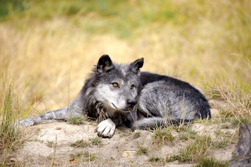 Obraz na płótnie Canvas Loup noir Timberwolf