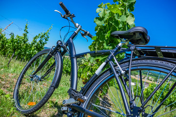 Fototapeta na wymiar Wine Tourism-Bicycle in Bordeaux vineyards