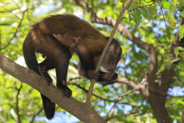 Guyane - Les Îles du Salut - Août 2015