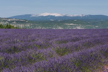 Fototapeta premium Lavendelfelder in der Provence | Südfrankreich 