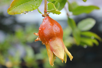 pomegranate with water drops