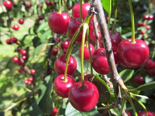 Sweet ripe cherries on a tree