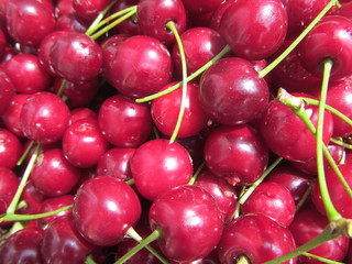 Freshly picked cherries