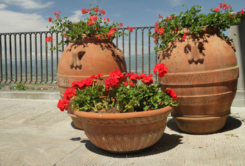 flowering red geranium plants in retro terracotta planters stand