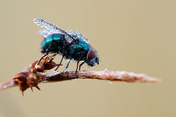 Schmeißfliege