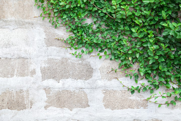 Green Creeper Plant on white wall