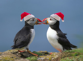 Two puffins with Santa's red hats - 88493213