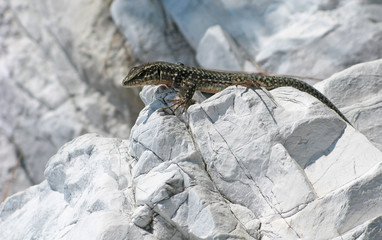 Lizard is basking on white stone.