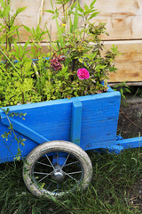 Fototapeta na wymiar flowers in a wooden wheelbarrow