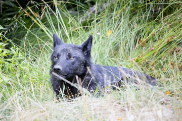 Loup noir Timberwolf