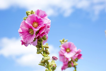 beautiful pink flower with blue sky