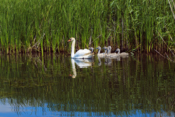 Swan family floating on the river. Ukraine.