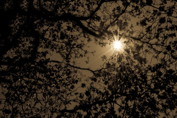 trees and sunlight with Instagram effect (vintage). 