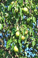 Ripe pear on the branch of the tree