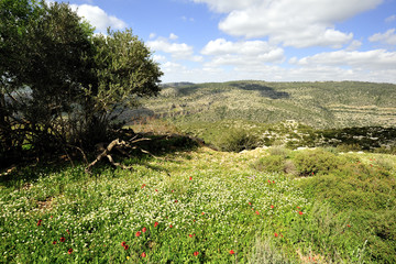 Fototapeta na wymiar Spring flowering mountain landscape.