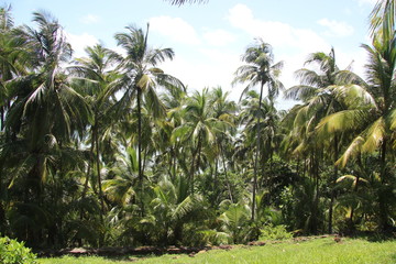 Guyane - Les &Icirc;les du Salut - Ao&ucirc;t 2015
