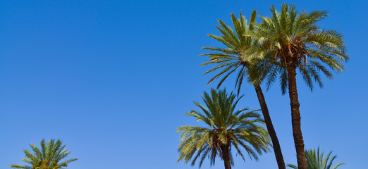 Palm Tree on Blue Sky-Menara parc in Marrakech-Morocco