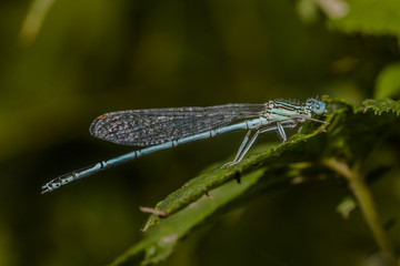 Gemeine Federlibelle (Platycnemis pennipes)