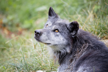 Loup noir Timberwolf