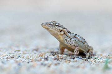Tarentola mauritanica