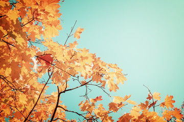 Fototapeta na wymiar yellow maple in autumn park