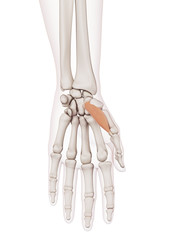 medically accurate muscle illustration of the abductor pollicis brevis