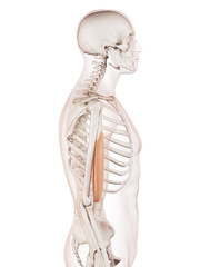 medically accurate muscle illustration of the biceps
