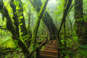 Obraz premium Wejdź do wiecznie zielonego lasu na szczycie Inthanon w Tajlandii Chiang Mai
