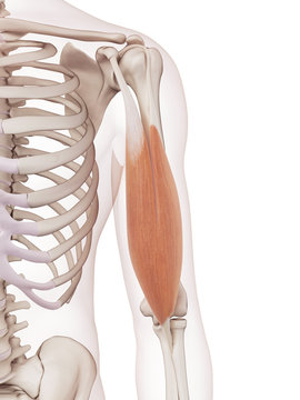 medically accurate muscle illustration of the biceps
