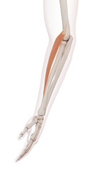 medically accurate muscle illustration of the extensor carpi radialis longus