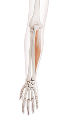 medically accurate muscle illustration of the flexor carpi ulnaris