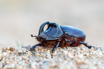 Oryctes nasicornis