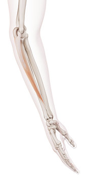 medically accurate muscle illustration of the flexor carpi ulnaris