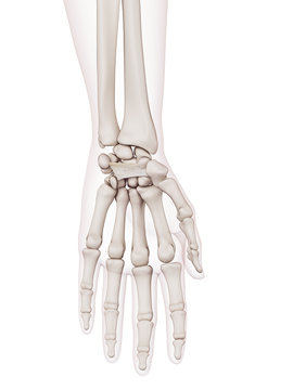 medically accurate muscle illustration of the flexor retinaculum