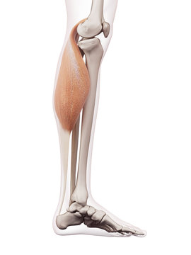 medically accurate muscle illustration of the gastrocnemius