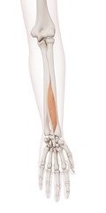 Obraz na płótnie Canvas medically accurate muscle illustration of the flexor pollicis longus