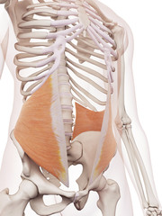 medically accurate muscle illustration of the internal oblique