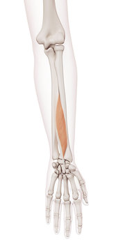 medically accurate muscle illustration of the flexor pollicis longus