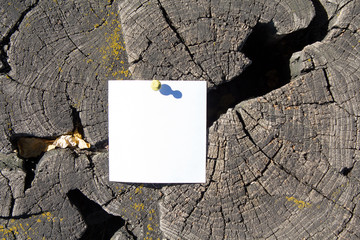 Blank sheet of paper on the old cracked stump