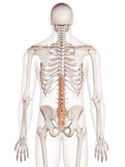 medically accurate muscle illustration of the multifudus