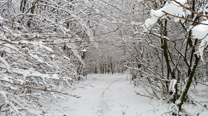 Neuschnee - Schneefall